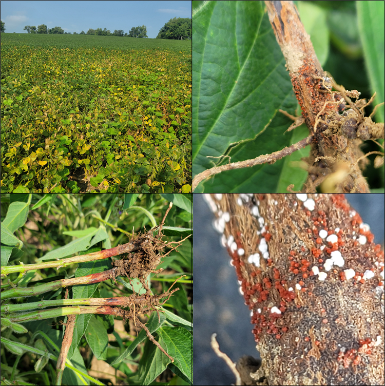 Time to be on the look out in soybeans in Indiana for a new disease to the Midwest, red crown rot (Calonectria ilicicola). See information below on what to look for and how you can help us track it. indianafieldcroppathology.com/red-crown-rot-… <a href="/INSoybean/">Indiana Soybean Alliance</a> <a href="/PurdueExtension/">Purdue Extension</a>
