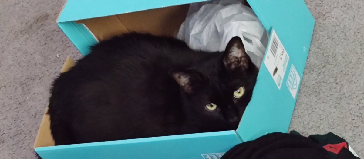 kenenn2's tweet photo. @probablyalissa This is Kevin, too! He is enjoying his favorite shoebox. https://t.co/fEXQrwlIZo