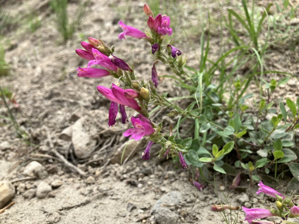 benstemon's tweet image. Obligatory “I did a field trip last week and forgot to post pics” post
Look at the difference in color in these two separate pops of Penstemon newberryi!