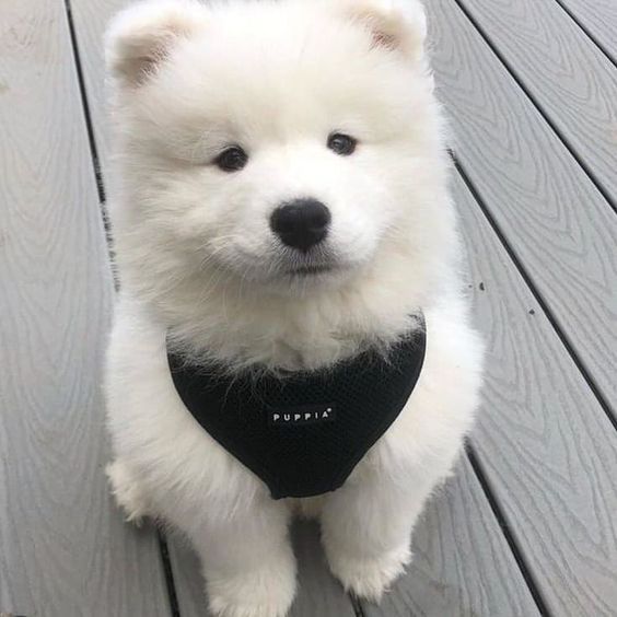 dogs so cute that could save the world (@dogssaveworld) on Twitter photo 