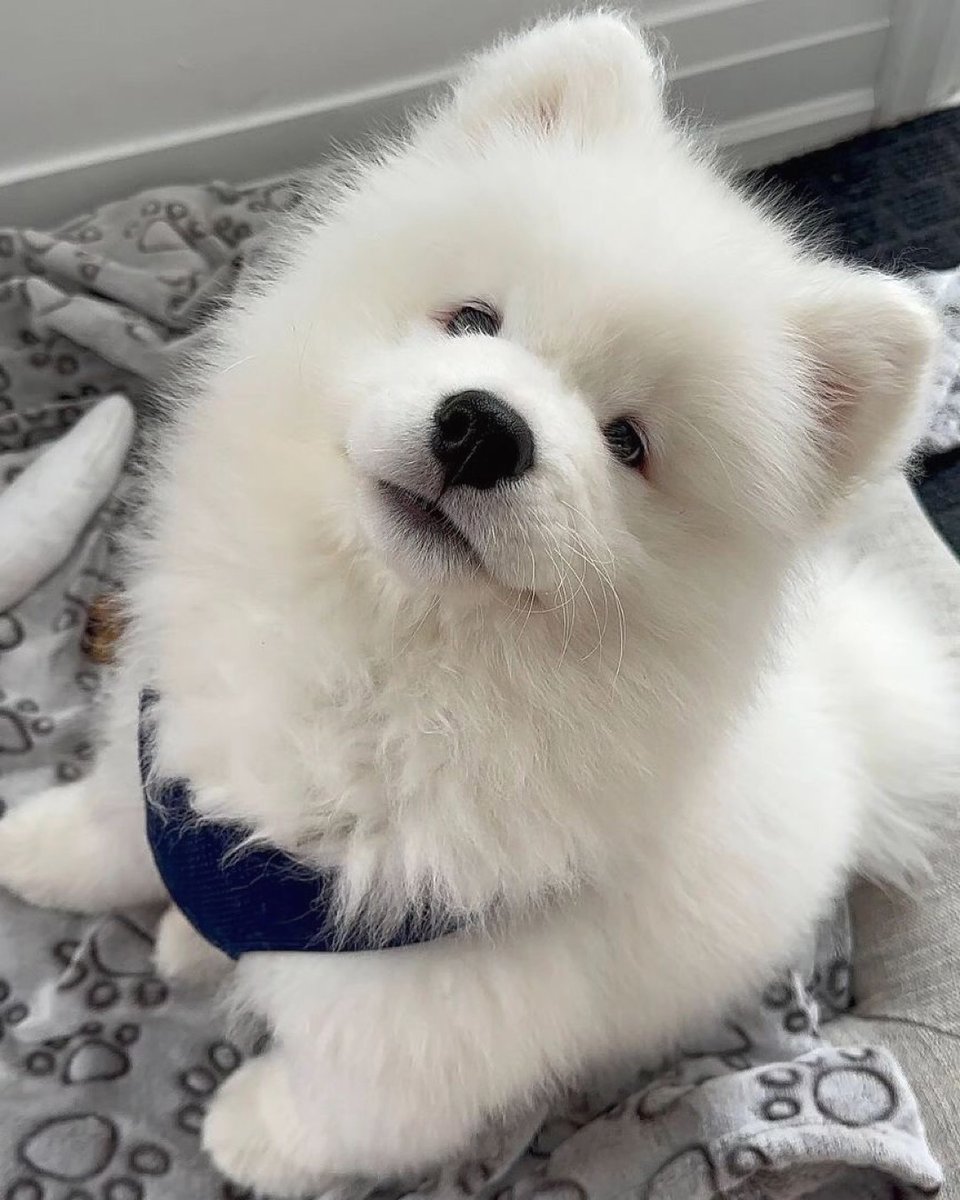 dogs so cute that could save the world (@dogssaveworld) on Twitter photo 