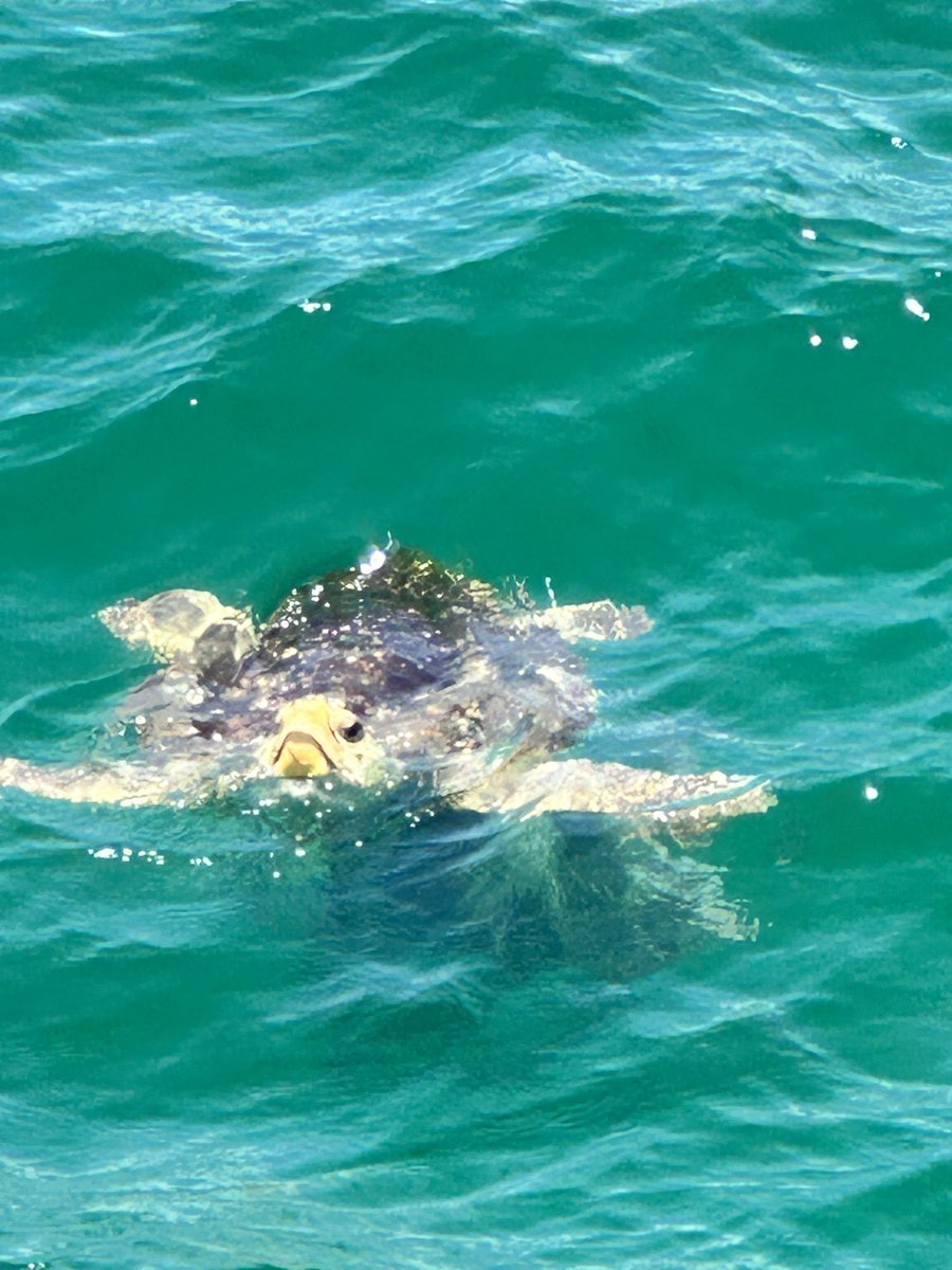 Photo dump from our Florida trip a few weeks ago!🏝️ Great getaway to visit a dear friend, celebrate our 3 year anniversary &amp; make memories!!🩷

Now back to all the things - internship, racing stuff &amp; wedding planning!🥰