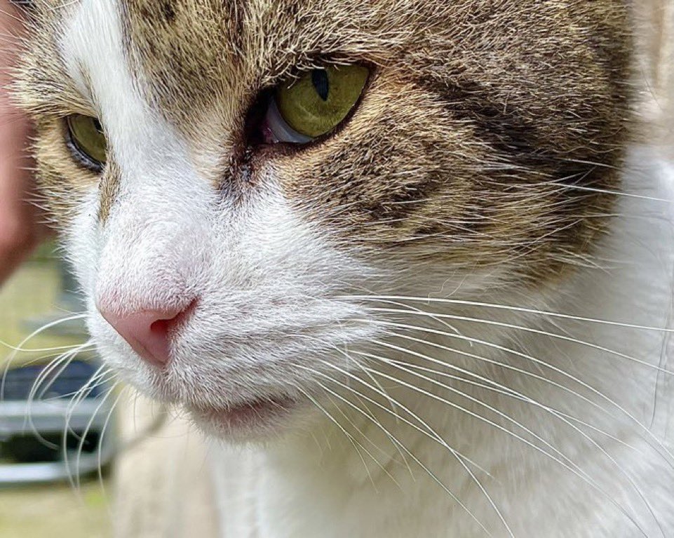 Larry the Cat (@number10cat) on Twitter photo My friend <a href="/imageplotter/">Chris ๐ท๐ฆ</a> took this wonderful close-up of me that I thought you'd all like to see x My friend <a href="/imageplotter/">Chris ๐ท๐ฆ</a> took this wonderful close-up of me that I thought you'd all like to see x