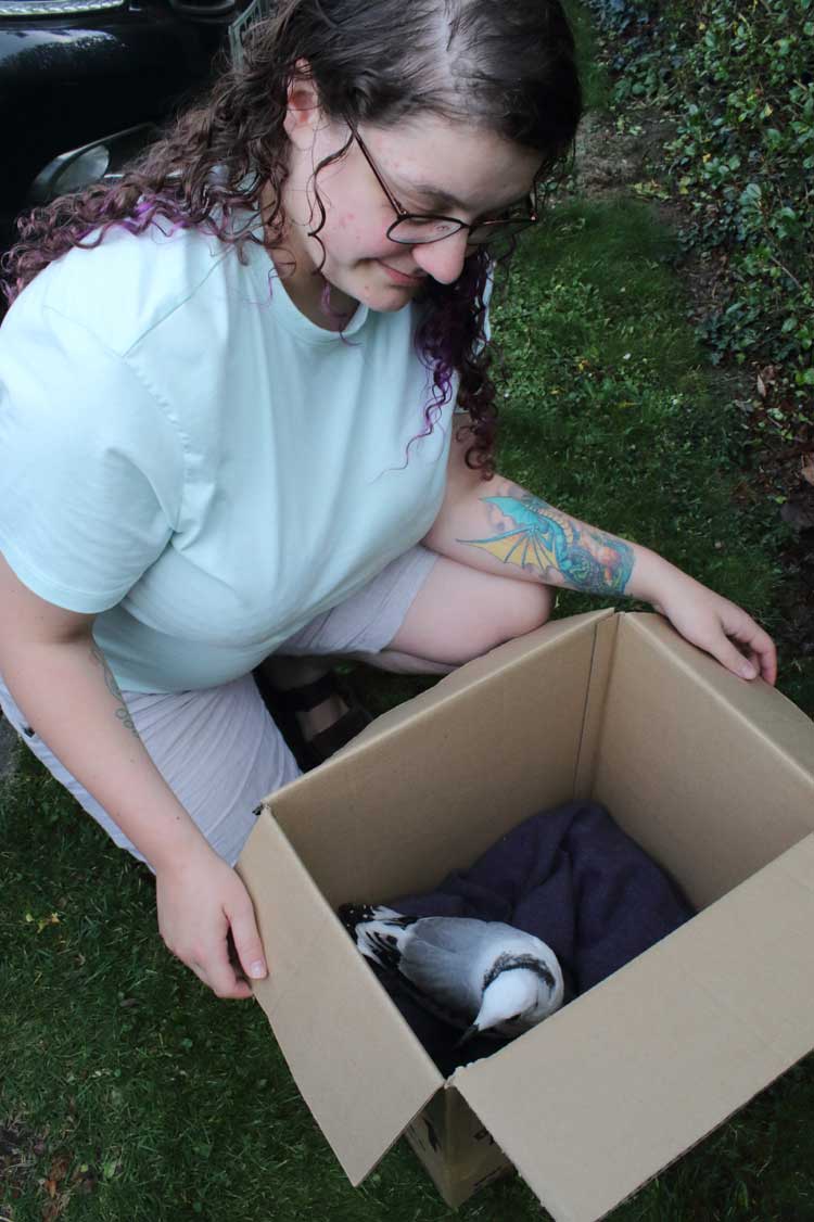 Dan Turner (@dant_coast) on Twitter photo Thursday, 25 July 2024.
It was great that Fran (from <a href="/B_W_R/">Blyth Wildlife Rescue</a>) came to collect kittiwake nestling from me this evening – to take for care. I gathered it up this afternoon at Gateshead side of Tyne Bridge, fallen from nest – a well-grown bird seemingly in good health. @NENature_ Thursday, 25 July 2024.
It was great that Fran (from <a href="/B_W_R/">Blyth Wildlife Rescue</a>) came to collect kittiwake nestling from me this evening – to take for care. I gathered it up this afternoon at Gateshead side of Tyne Bridge, fallen from nest – a well-grown bird seemingly in good health. @NENature_
