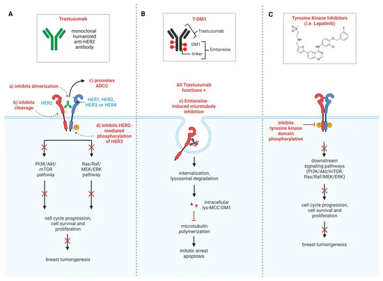 Identification 🤓of Resistance Biomarkers to HER2 Inhibitors: Advances and Challenges in HER2+ Breast Cancer

🔴Therapeutic advances: HER2 inhibitors have significantly improved the treatment of HER2+ breast cancer.
🟢Persistent challenge: Resistance to these drugs remains a
