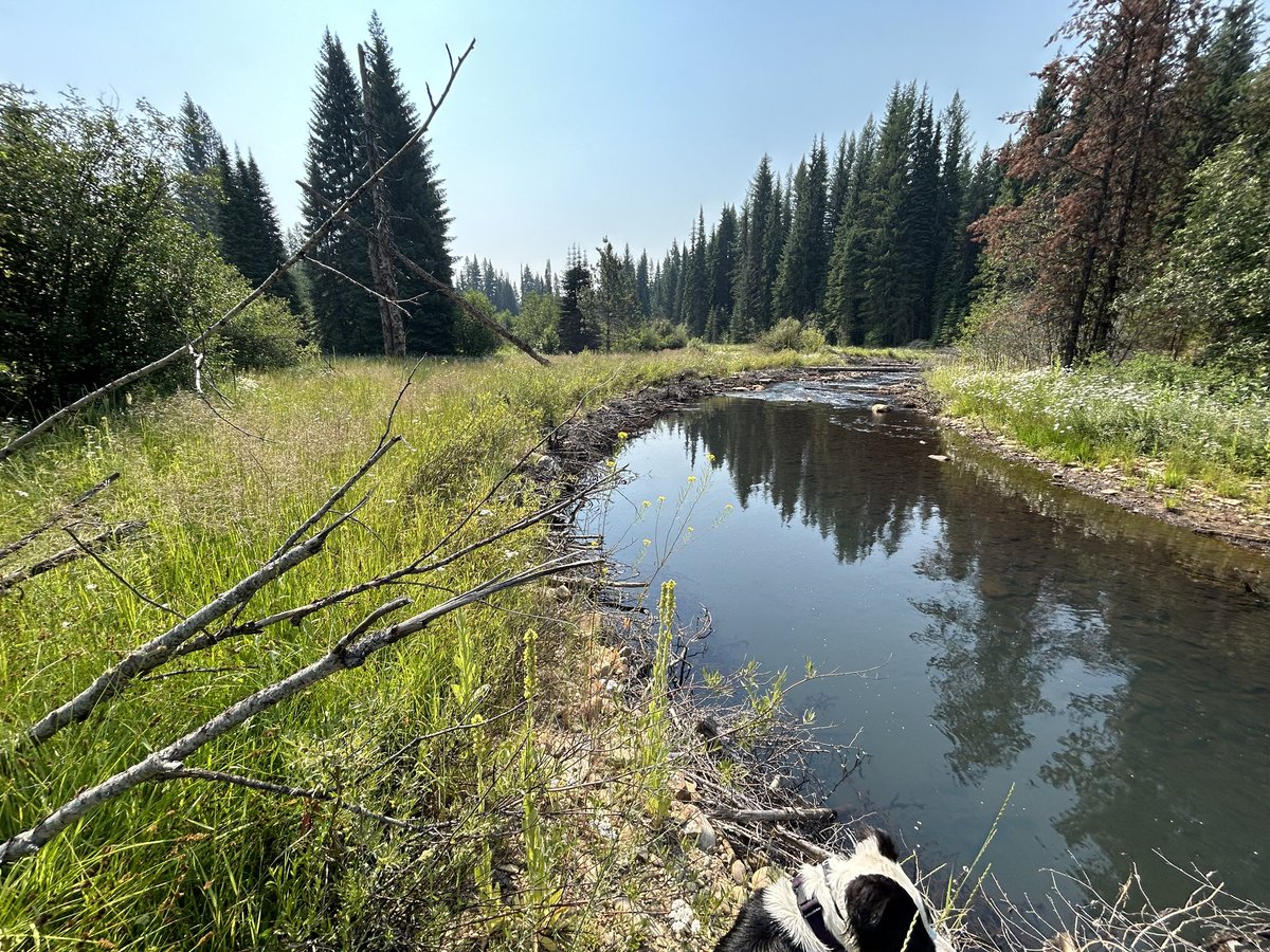 TUScience's tweet image. Louis Jochems, our #GISc Director, Jordan Fields, Aquatic Resiliency Scientist, and Wendall the dog, did some drone flights at restored Ninemile Creek outside of Missoula to inform carbon sampling planned for later this summer. #uas #remotesensing #carbon #restoration