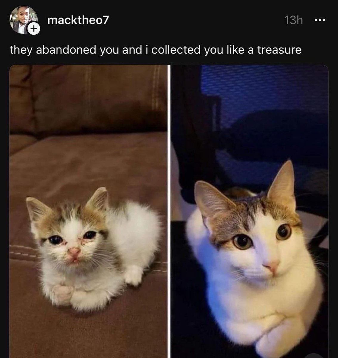 PunchingCat's tweet photo. enough to make a grown man cry 😿 https://t.co/fzIB2lWghL