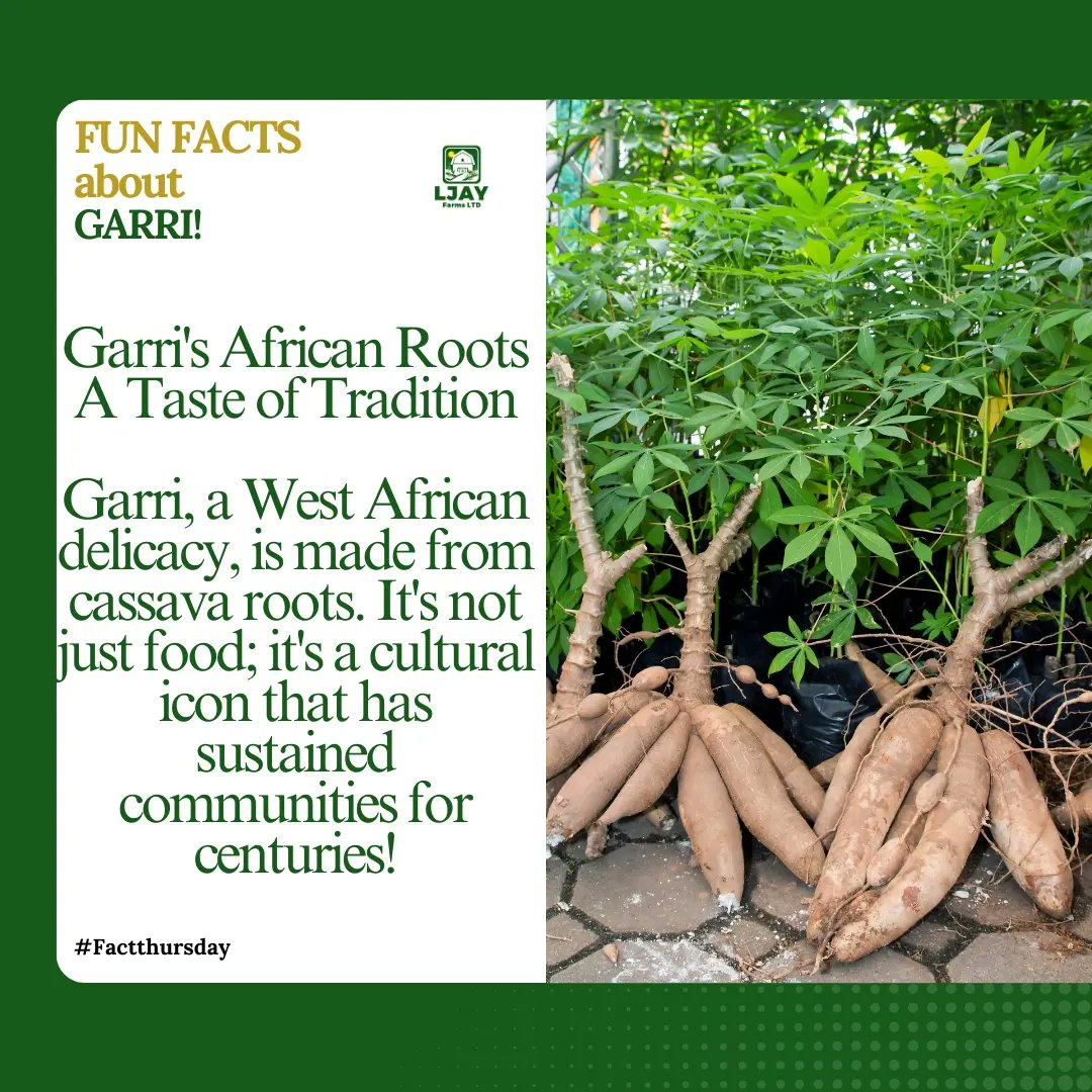 ljayfarmltd's tweet photo. 🌟 Unlock the secrets of garri - Africa's golden treasure! 🌍

Did you know this versatile superfood can be a smoothie booster, a gluten-free flour alternative, and so much more? 🥔🍲

At Ljayfarms, we're passionate about bringing you the finest, organically-grown garri. https://t.co/MB0P0UaXmx
