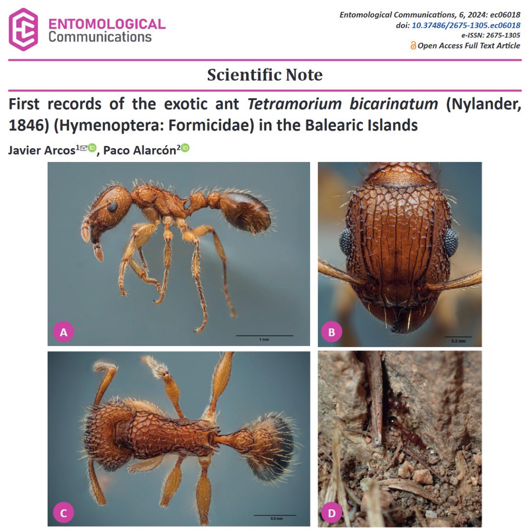 EntomologicalC's tweet photo. First records of the exotic ant Tetramorium bicarinatum (Nylander, 1846) (Hymenoptera: Formicidae) in the Balearic Islands
https://t.co/GyX5ak65tS
#entomologicalcommunications #entcom #seb #hymenoptera #formicidae #firstrecord #balearic #islands https://t.co/R55Lbgxaos