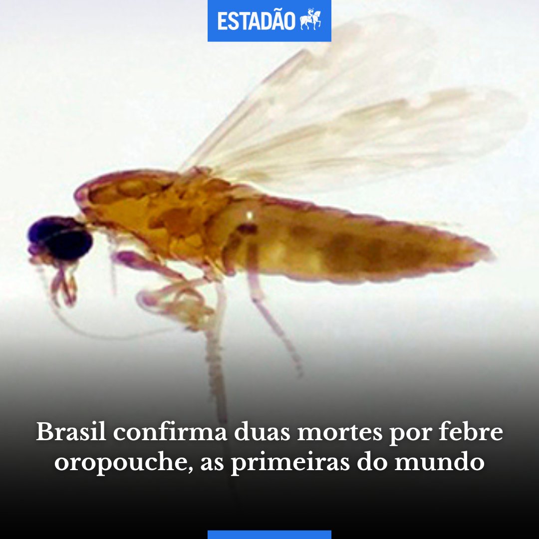Estadao's tweet photo. Brasil confirma duas mortes por febre oropouche, as primeiras do mundo > https://t.co/qJejCEWGMh

Foto: Fiocruz Rondônia https://t.co/Sfp2vV8zeZ