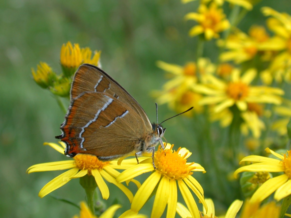 Mens Hestenettets hovedløse høns kagler rundt og prøver at foranstalte en underskriftsindsamling mod engbrandbæger, er her en liste over arter, der på Naturbasen.dk er dokumenteret fouragere på den gule blomst. Den må naturligvis gerne deles. 

Dukatsommerfugl,
