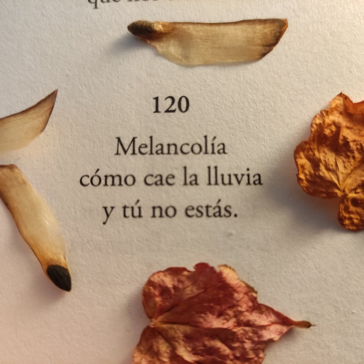 MRosamar64's tweet photo. "Doscientos haikús de amor y una canción encadenada", escrito a dos voces junto a Pedro Villar Sánchez, editado por Olé Libros. Dejándonos seducir por la belleza de la brevedad de la poesía japonesa. https://t.co/5c4QbqBF4E