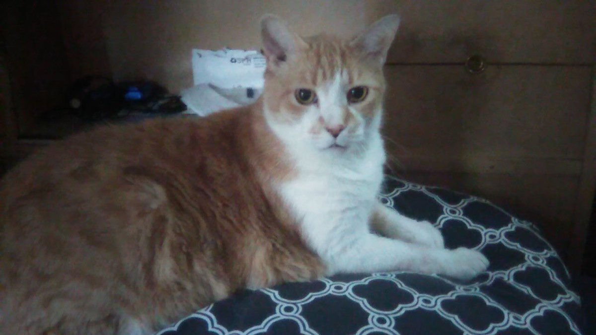 ColombaroAlice's tweet photo. Jeffie here. Just wanted to say hi to all our furiends. Brother Jack is sleeping and mom’s been busy with grandpa lately. https://t.co/NAgXajl9av