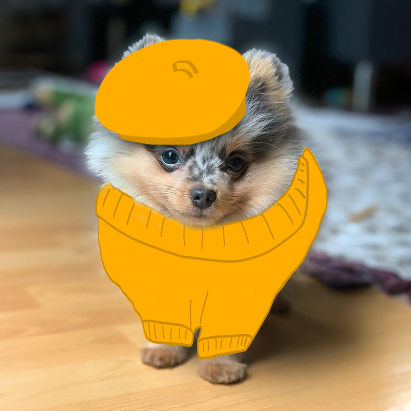 $Bubbles the Pom tweet media