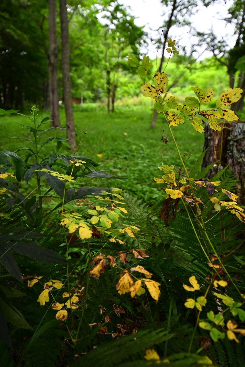 おはようございます
曇り、15℃と先日までの高温がウソのよう、まるで秋みたいな空気の朝です
家の中も心なしか寒く感じるくらいです😨
カラマツソウの枯れ方が秋っぽいのであげてみました🍂本当の秋はまだしばらく先ですが…
今日もよろしくお願いします