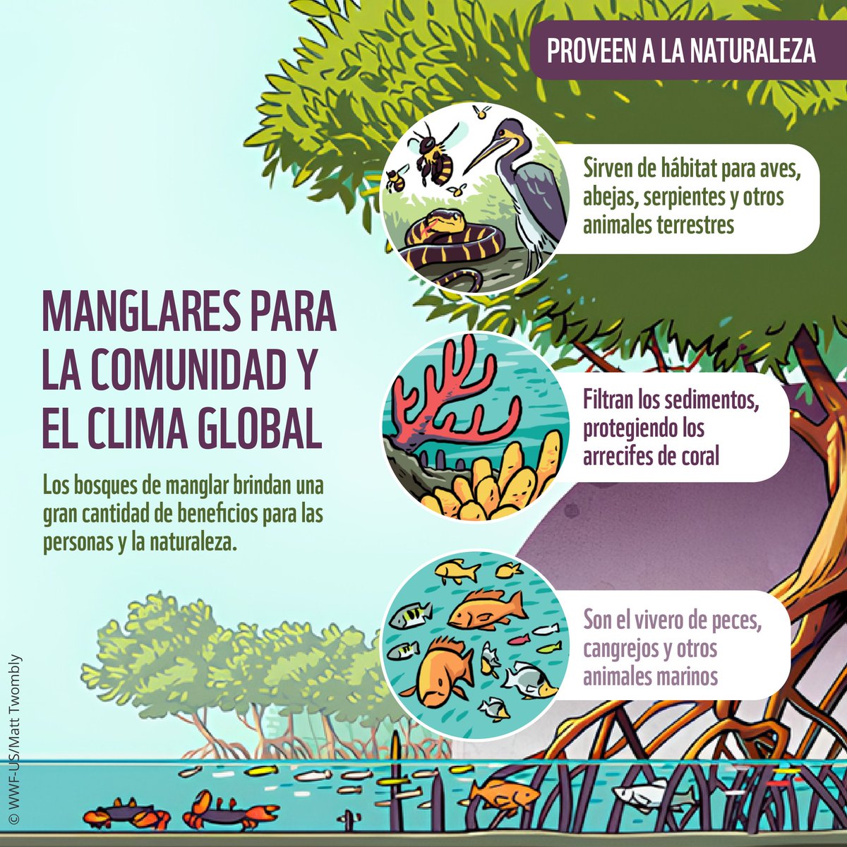 WWF_LAC's tweet photo. El 50% de los manglares del mundo ha desaparecido en el último medio siglo; las actividades humanas han sido algunas de las causantes. Si no actuamos ahora, podríamos perder lo que resta de los manglares en solo 100 años.

Descubre más 🔗 https://t.co/oY9LrdKSWg https://t.co/Fx1nfFkLxu