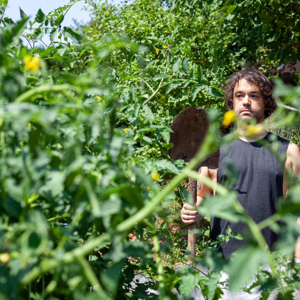 Tomato plants are taller than me.
#Denver #Colorado #DTC #plants #garden