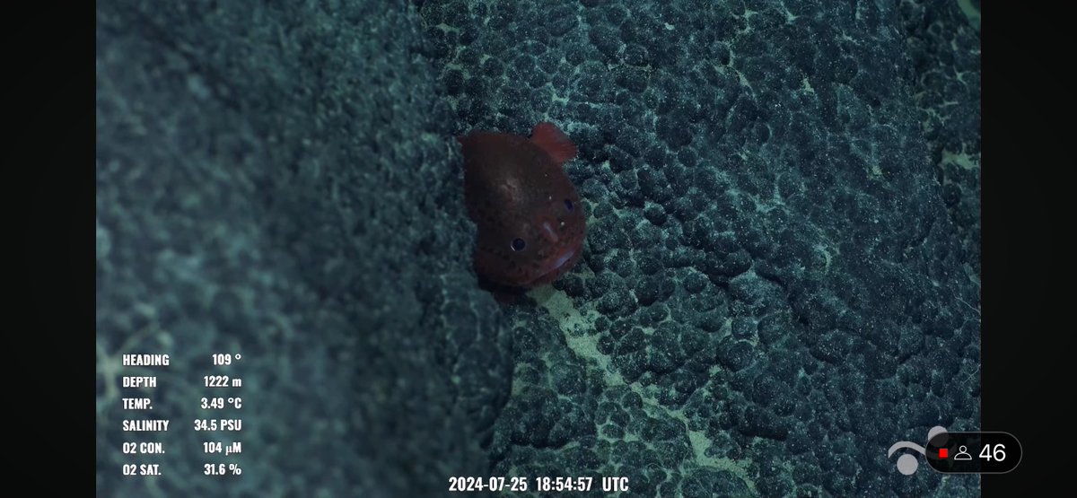 CaliKatBird's tweet photo. It's a great day when you have multiple #chaunacops sightings. #bestfish @SchmidtOcean #NazcaHighSeas #DragonsBack https://t.co/CA7su8i09y