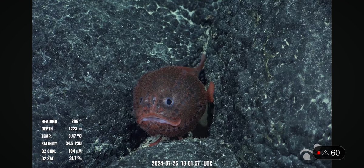 CaliKatBird's tweet photo. It's a great day when you have multiple #chaunacops sightings. #bestfish @SchmidtOcean #NazcaHighSeas #DragonsBack https://t.co/CA7su8i09y