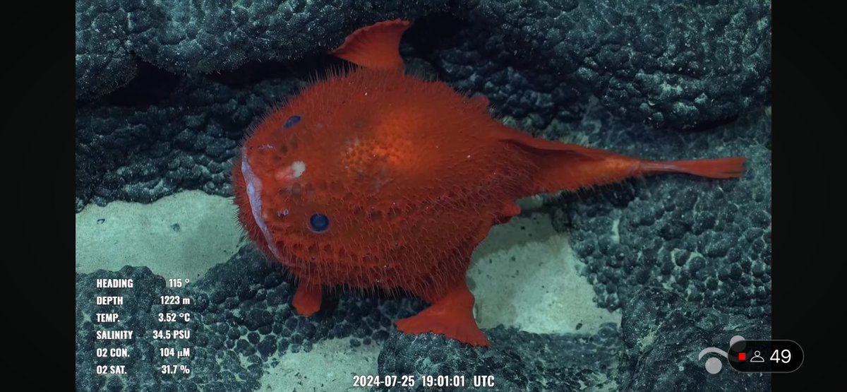 CaliKatBird's tweet photo. It's a great day when you have multiple #chaunacops sightings. #bestfish @SchmidtOcean #NazcaHighSeas #DragonsBack https://t.co/CA7su8i09y