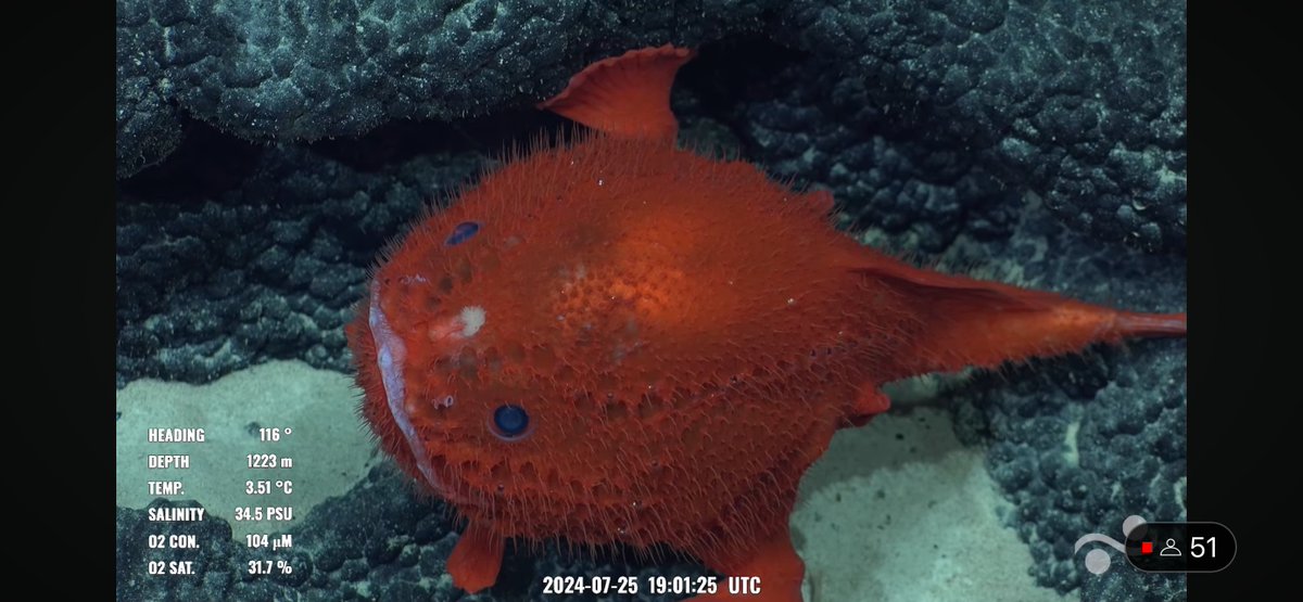 CaliKatBird's tweet photo. It's a great day when you have multiple #chaunacops sightings. #bestfish @SchmidtOcean #NazcaHighSeas #DragonsBack https://t.co/CA7su8i09y