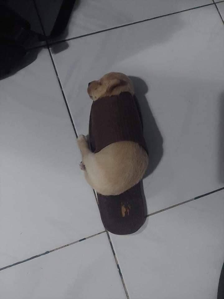 twaniimals's tweet photo. ㅤ https://t.co/iDQsVSg9lc