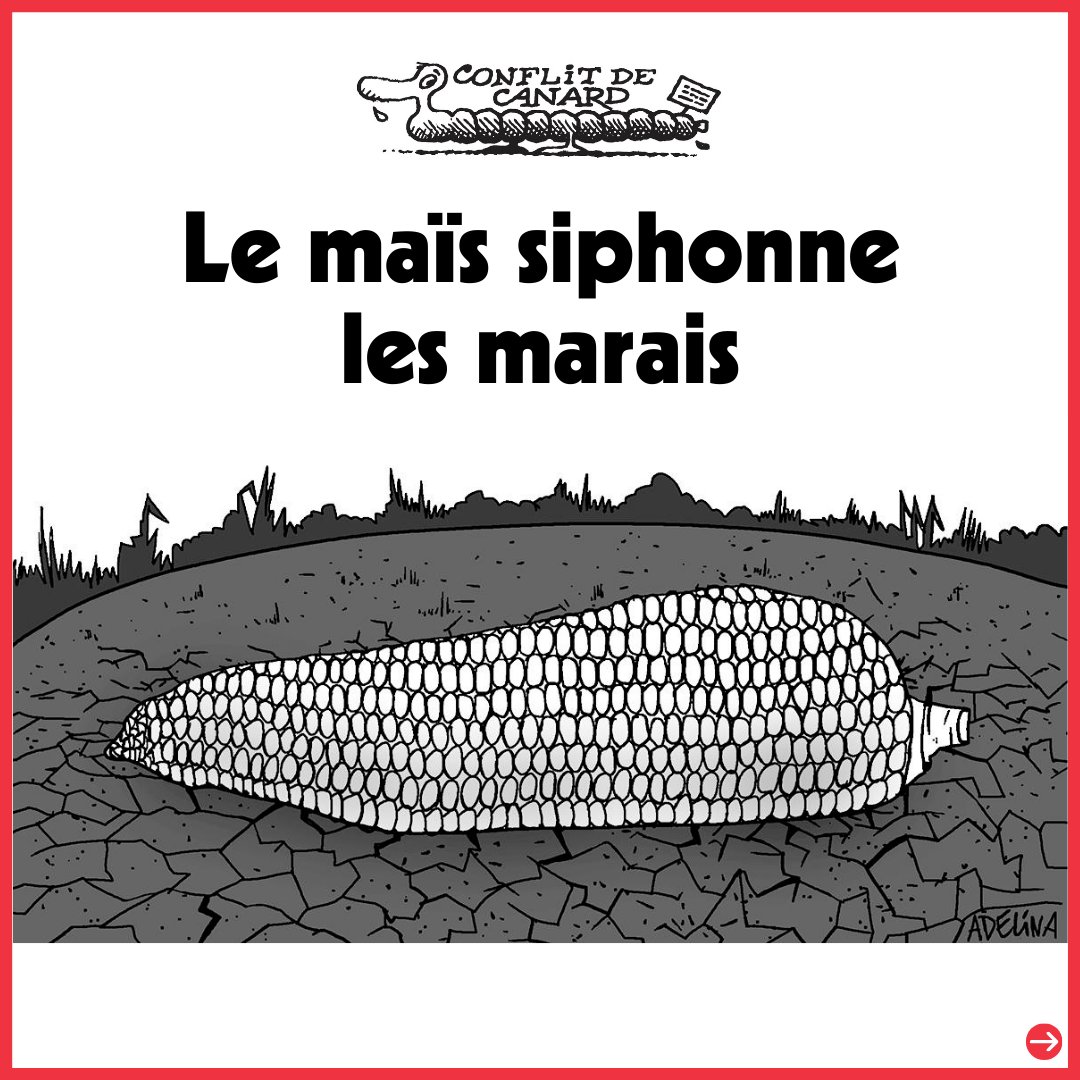 Le Canard enchaîné tweet media