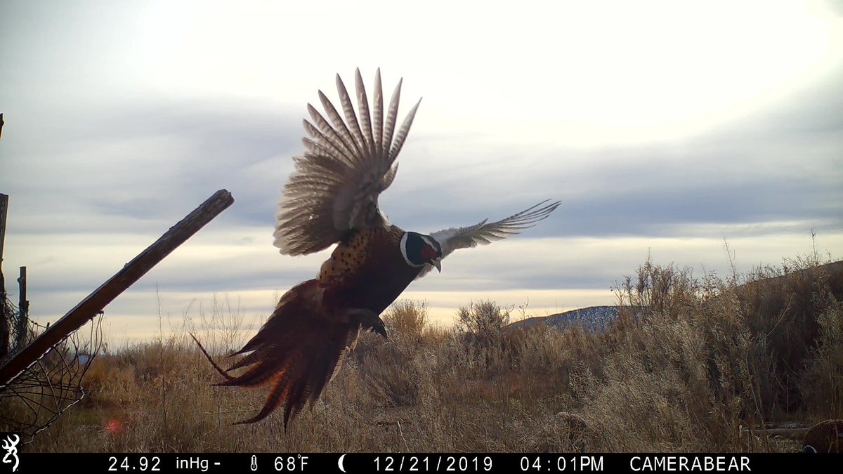 BrowningCams's tweet photo. Amazing detail & lightning fast trigger speed!!! Check out this rooster pheasant coming in for a landing in front of the Browning Trail Camera!
#ThrowbackThursday #BrowningCameras #youvegottoseethis #pheasant #upland #triggerspeed #roosterpheasant #Browning #trailcameras https://t.co/S8rdsyYGP5
