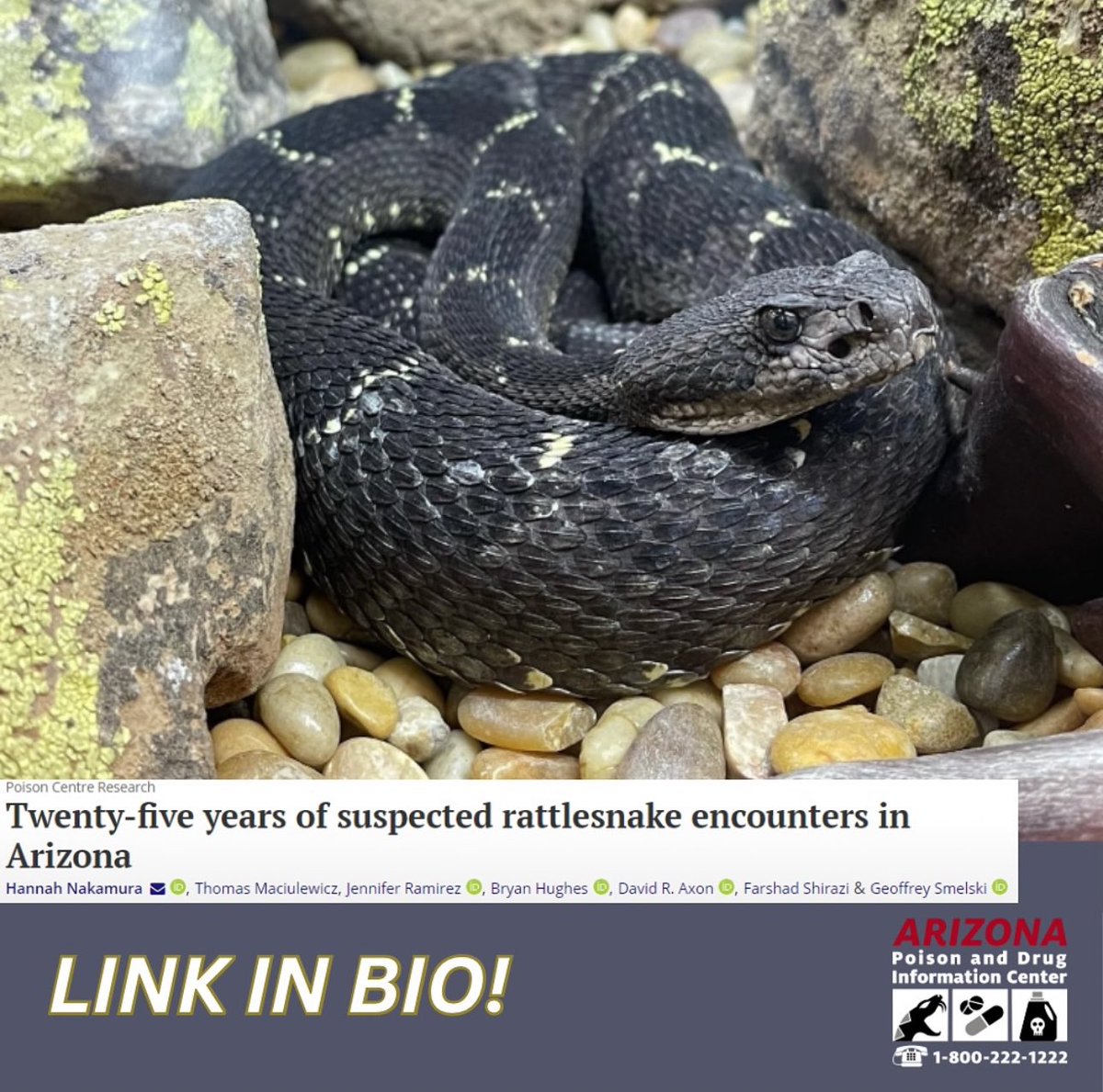 JUST PUBLISHED: Article describes cases of suspected rattlesnake encounters in Arizona reported to the AZPDIC between 1999 &amp; 2023. Cases were analyzed to identify populations &amp; circumstances associated with encounters. doi.org/10.1080/155636…

#rattlesnake #envenomation #tox