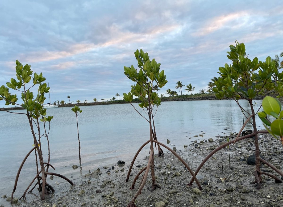 afgfiji's tweet photo. 🌍🌱 Happy World Mangrove Day! 🌱🌍
We celebrate the incredible mangrove ecosystems that line our coasts and protect our planet. These unique forests play a crucial role in safeguarding coastal communities from storms/ erosion, and are vital nurseries for many marine species. https://t.co/Ib8xUSVTJ4