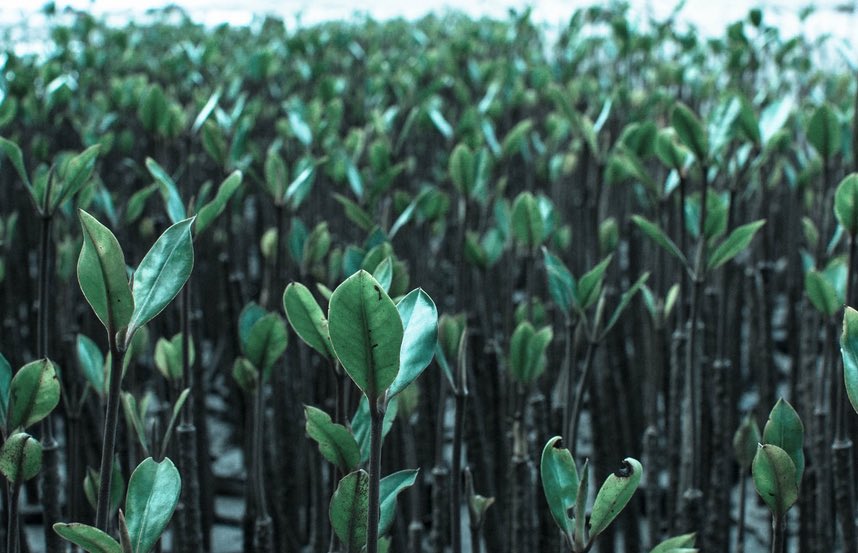 afgfiji's tweet photo. 🌍🌱 Happy World Mangrove Day! 🌱🌍
We celebrate the incredible mangrove ecosystems that line our coasts and protect our planet. These unique forests play a crucial role in safeguarding coastal communities from storms/ erosion, and are vital nurseries for many marine species. https://t.co/Ib8xUSVTJ4