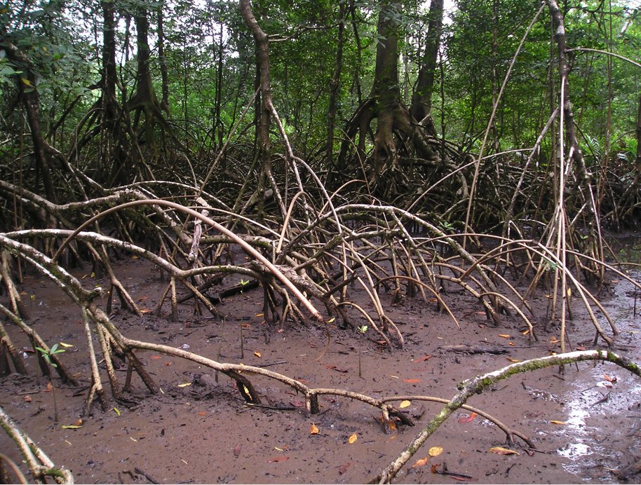 Terry Sunderland (@tchsunderland) on Twitter photo To celebrate #MangroveDay on 26th July, promoting the launch of our new initiative, CoastMan (coastmanafrica.org), focussed on mangrove systems in Ghana and Tanzania:
<a href="/sunderland_lab/">Sunderland Lab</a>
<a href="/UBCForestry/">@forestry.ubc.ca on Bluesky</a>
<a href="/UBCoceans/">UBC Oceans (also found at ubcoceans.bsky.social)</a> To celebrate #MangroveDay on 26th July, promoting the launch of our new initiative, CoastMan (coastmanafrica.org), focussed on mangrove systems in Ghana and Tanzania:
<a href="/sunderland_lab/">Sunderland Lab</a>
<a href="/UBCForestry/">@forestry.ubc.ca on Bluesky</a>
<a href="/UBCoceans/">UBC Oceans (also found at ubcoceans.bsky.social)</a>