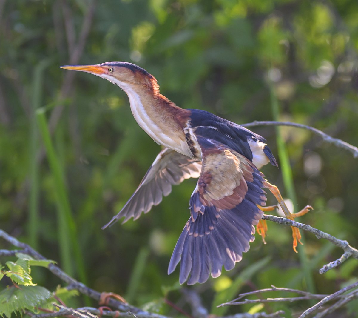 JocAPhotography's tweet image. A male Least Bittern showing good form and easily clearing a hurdle