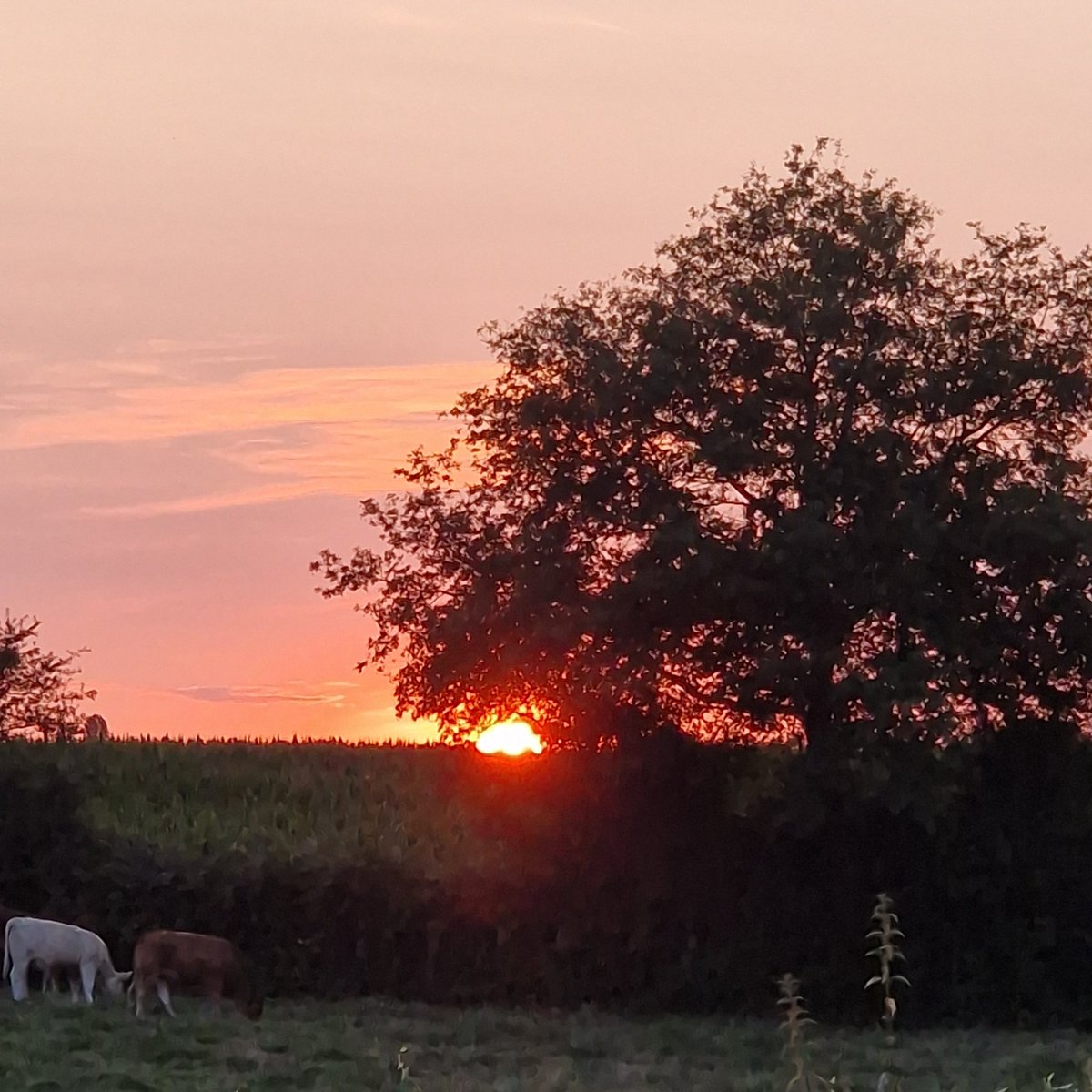 MichaudDode's tweet image. #sunsetphotography #SunsetxVibes #sunrise #amanecer