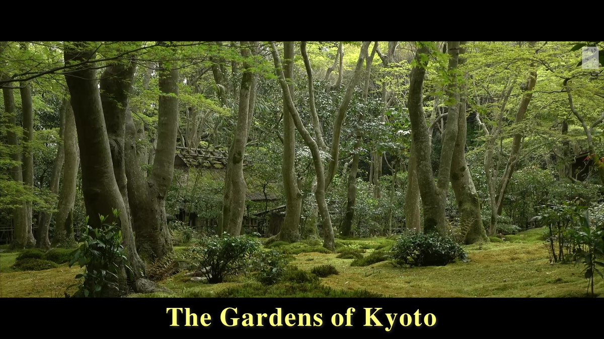 dharmadocus's tweet image. The Gardens of Kyoto. The first of two contemplative non-verbal films looking at gardens in Japan. dharma-documentaries.net/the-gardens-of… #Culture #Ecology #Environment #Gardens #Japan #Nature #Temples