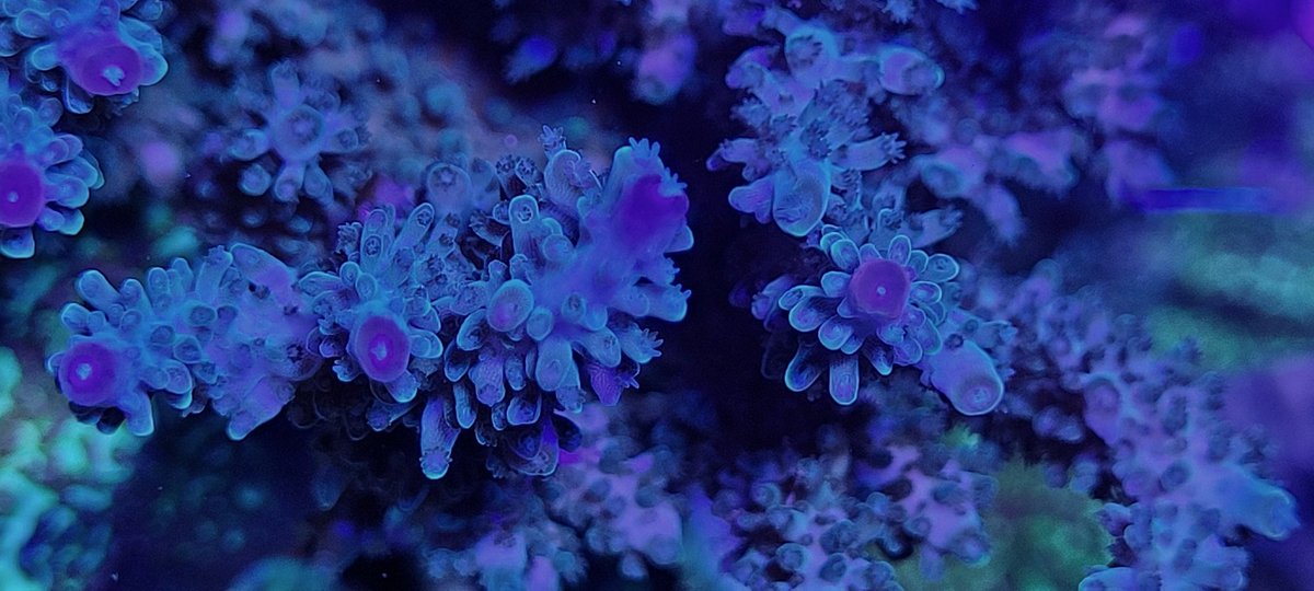 DrAdamReed's tweet photo. Never worked out which species of Acropora this is, but it is looking stunning at the moment with its purple coralites. #reeftank #aquarium #reefcoral #tropicalreef #acropora https://t.co/lVQbOj6cZw