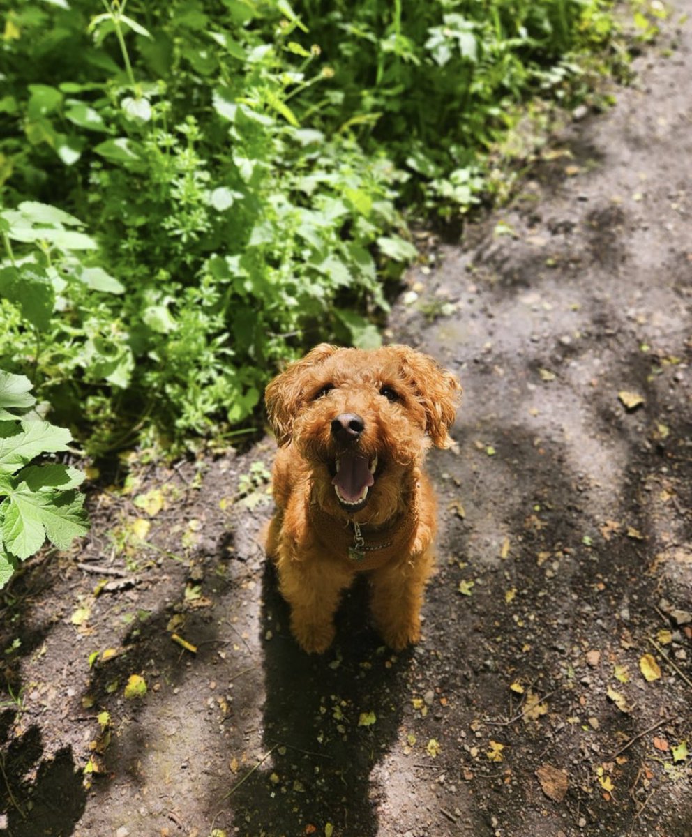 dawgsondoge's tweet photo. WALKS W/ MY HOOMAN 🐕🚶🏻♂️
#ThrillOfTheScent #ChasingRabbits https://t.co/g1uZXyo2SO
