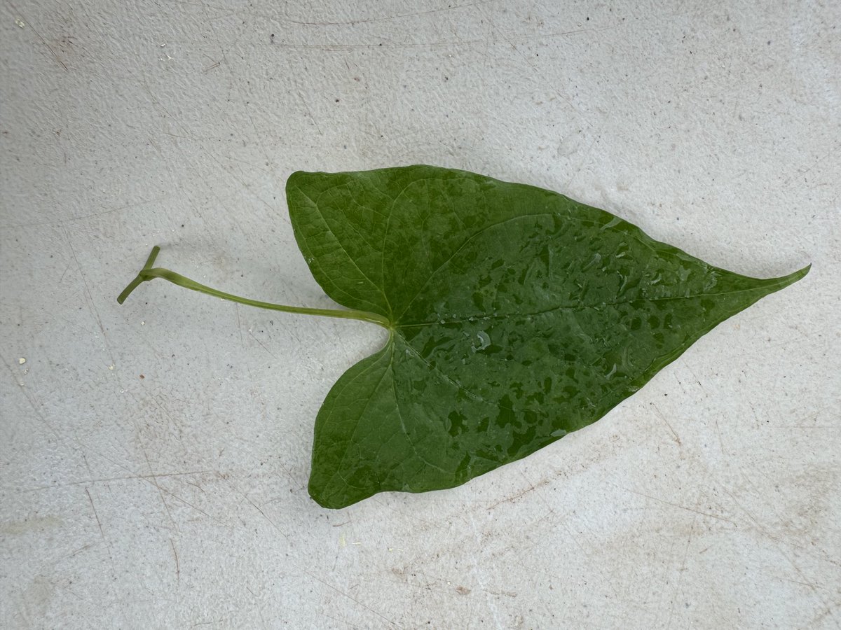 At Hikma Agro Services Ltd, Tamale, Ghana, staff of the seed company and CSIR-SARI were trained by PROSSIVA @ IITA on using leaf-bud cuttings for seed yam production.