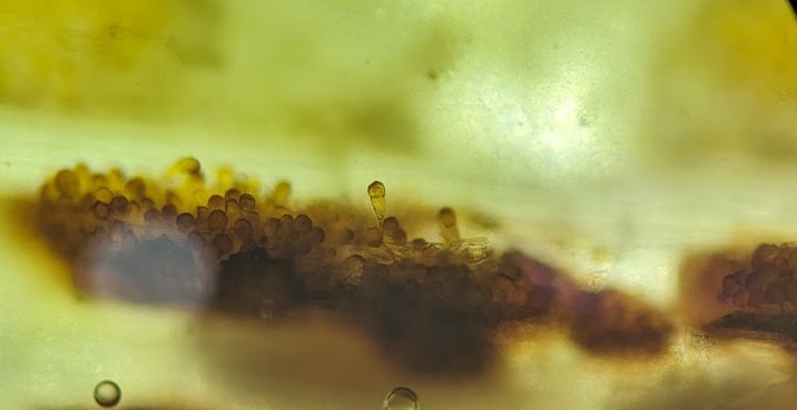 ReemWheat's tweet image. Five diseases in Canada to which any wheat cultivar is recommended & tested to have a minimum level of genetic resistance. These: leaf, stem & stripe rust, FHB and common bunt. these are not the only diseases but those the one yearly test is provided in seed guide to growers 1/7