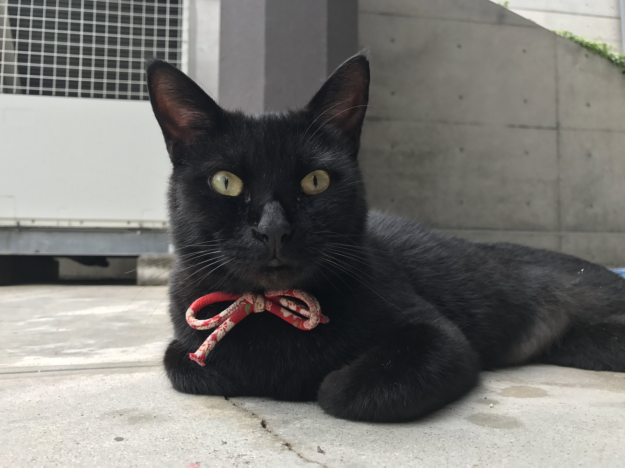 RAKU キャットタワー ホワイトコットン支柱 木製 据え置き 複数爪とぎポール 95CM 多頭飼い 安定性 お手入れ簡単 猫タワー 木目調猫タワー