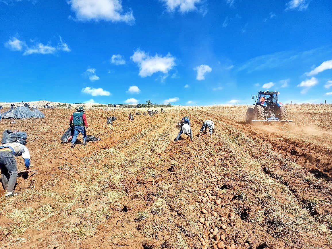 INIAPeru's tweet photo. [#Ayacucho]
La EEA Canaán a través del #PROSEM, realizó la cosecha de 4 hectáreas de campos semilleros de papa de las variedades INIA 303 - Canchán, Yungay y Peruanita de categoría registrada, en el centro poblado de Satica, distrito de Los Morochucos, provincia de Cangallo. https://t.co/xxJ6Wz3s1f