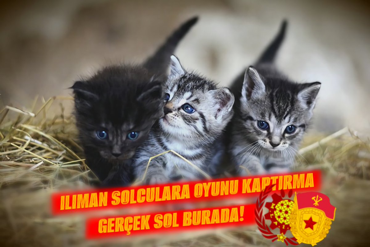 Ilıman Solculara Oyunu Kaptırma
Gerçek Sol Burada!
Oylar @jucepartisi'ne