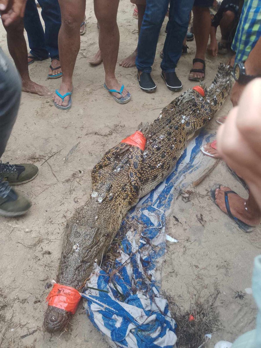 gmanews's tweet photo. BUWAYA SA BORA 🐊

Isang “naliligaw” na buwaya ang gumulat sa gitna ng malalakas na alon sa Boracay nitong Huwebes ng umaga. 

Namataan ang buwaya sa Sinagpa Beach. Nahuli na ito ng Philippine Coast Guard upang dalhin sa shelter area ng DENR.

📷 Giorgio Villanueva

Basahin: https://t.co/u2kpbiHoJQ