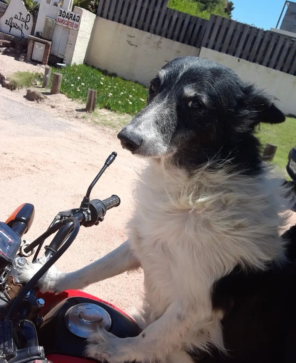 Mi mirada cuando me cuentan que se compraron un perro, mientras mis amigos se mueren de hambre en las calles 😒