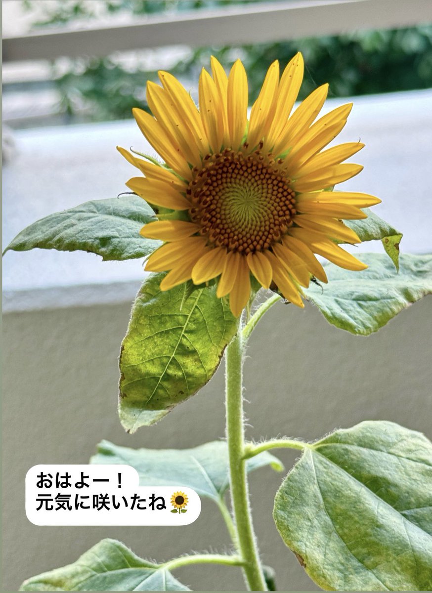 23代目未来の種🌻
第1号が咲きました！
かわいくて、元気もらえるー😊

#未来の種
#福山エンヂニアリング
#福山雅治
#ましゃ