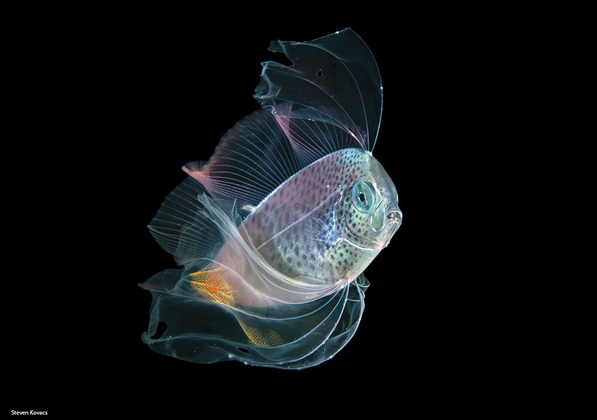 Beautiful Dealfish  off Palm Beach, Florida
#ikelite
