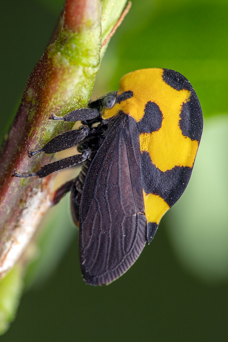 今日のツノゼミ　＃ツノゼミGO