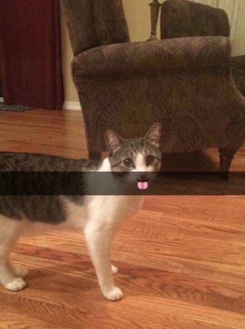 Punch Cat tweet media