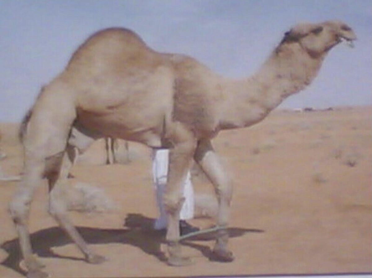 sbsky151's tweet photo. طافحان الهويج اغلى فحل مغتر انباع في وقته قبل المزاينات بمبلغ ٢٥٠اللف ريال على عايض بن دغيثر  قبل ٢٨سنه 
وهو تلاد عند الهويج وابوه  تلاد عند الهويج ايضا
#السلالة_الشهيره_سلالة_الهويج https://t.co/XjHqZ0jct0