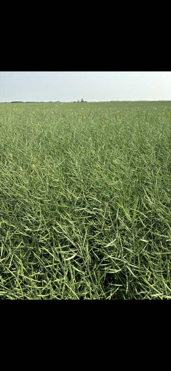 Guy Keeler PAg (@guykeeler) on Twitter photo Had a chance to follow up on 3 canola fields optimized by <a href="/westernagNWSK/">WesternAg North West Sask.</a> for high yields but recommended only modest applied N due to high soil N supply. Applied N as follows: Pic 1 is 80 lbs N. Pic 2 is 70 lbs N. Pic 3 is 60 lbs N. Had a chance to follow up on 3 canola fields optimized by <a href="/westernagNWSK/">WesternAg North West Sask.</a> for high yields but recommended only modest applied N due to high soil N supply. Applied N as follows: Pic 1 is 80 lbs N. Pic 2 is 70 lbs N. Pic 3 is 60 lbs N.